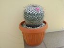 Mammillaria formosa ssp. chionocephala