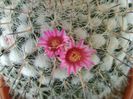 Mammillaria formosa ssp. chionocephala