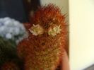 Mammillaria elongata cv. Kopper King