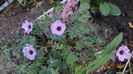 geranium cinereum Ballerina