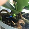 keiki_bazal_orhidee_phalaenopsis