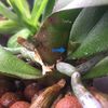 pui_orhidee_crown_rot