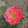 coral charm