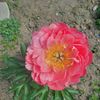 coral charm