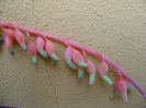 Gasteria glomerata , tija florala