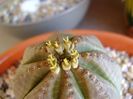Euphorbia obesa, flori