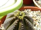 Euphorbia obesa, flori