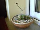 Euphorbia cap-saintemariensis &  Euphorbia decaryi