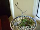 Euphorbia cap-saintemariensis &  Euphorbia decaryi