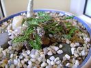 Euphorbia decaryi