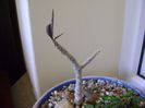 Euphorbia cap-saintemariensis