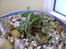 Euphorbia decaryi