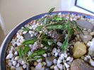 Euphorbia decaryi