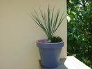 Yucca rostrata & Haworthia viscosa