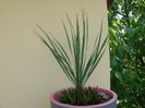 Yucca rostrata & Haworthia viscosa