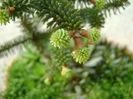 Abies pinsapo