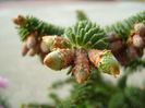 Abies pinsapo