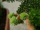 Abies pinsapo