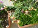 Abies pinsapo