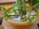 Portulacaria afra