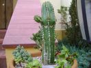 Euphorbia officinarum ssp. echinus