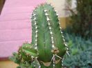 Euphorbia officinarum ssp. echinus, detaliu