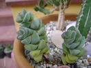 Crassula cv. moonglow