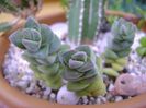 Crassula cv. moonglow