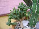 Euphorbia mammillaris