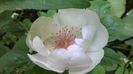 Jacqueline du Pre