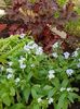 Myosotis si heuchera Meltin' fire