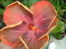 Tahitian Purple Riple