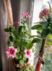 hibiscus & euphorbia mili
