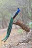 Păun indian blue