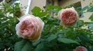 Crown Princess Margareta