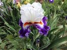 Gypsy lord