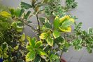 Ilex