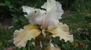 Apricot Frosty