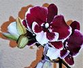 Phalaenopsis Reyoung Edie (Big Lip)