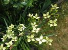 cornus kousa Milky Way