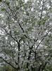 IMG-20180417-WA0010