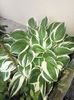 Hosta sp