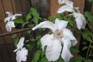 Beautiful Bride-floare enorma