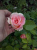 CAM00746