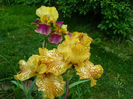 Blatant si Honey Gold