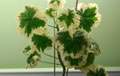 Pelargonium Wilhelm Langguth (sin. Caroline Schmidt)