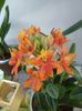 Epidendrum 14.04.2018