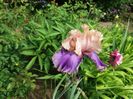 Florentine Silk?