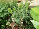 sideritis scardica(mursalski chai)