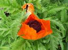 papaver turkenluise